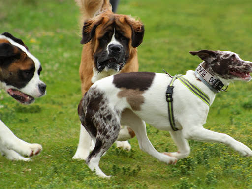 Canine trainers Dallas