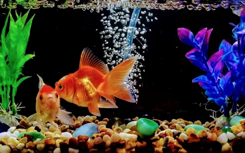 Rainbow Aquarium & Pets image