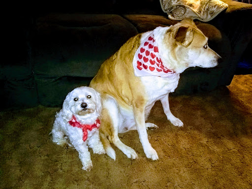 Pet Supply Store «Mini Pet Mart», reviews and photos, 815 S Broadway, Coos Bay, OR 97420, USA