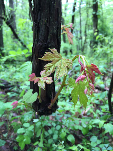 Nature Preserve «Eidolon Nature Preserve», reviews and photos, 2146 Orleans Rd, Great Cacapon, WV 25422, USA