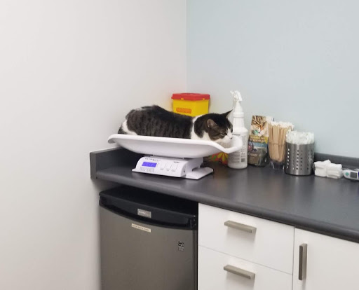 Davisville Park Animal Hospital (Vet Clinic Mount Pleasant)