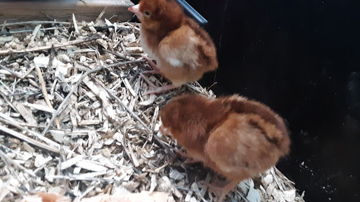 Pet Supply Store «Northern Star Mills», reviews and photos, 510 Esplanade, Chico, CA 95926, USA