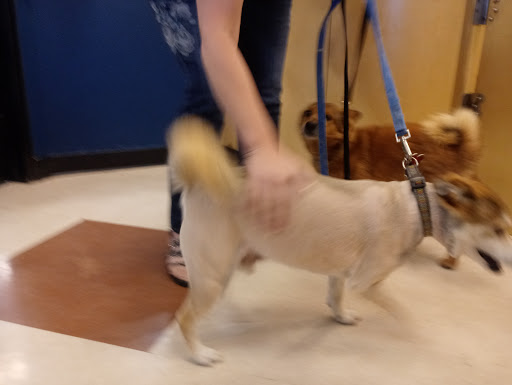 Pet Supply Store «PetSmart», reviews and photos, 10625 N Oracle Rd, Oro Valley, AZ 85737, USA