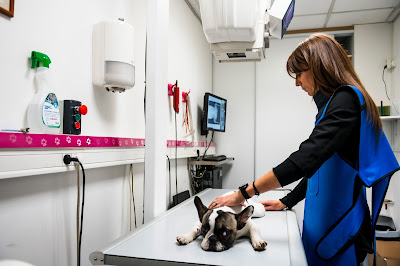 Vétérinaire à Bègles/Clinique vétérinaire de l'Olivier à Bègles