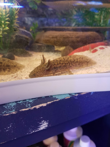 Aquarium «Reef Coral», reviews and photos, 12442 Jefferson Hwy, Baton Rouge, LA 70816, USA