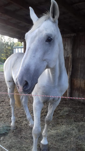 Viktória Lovas Klub