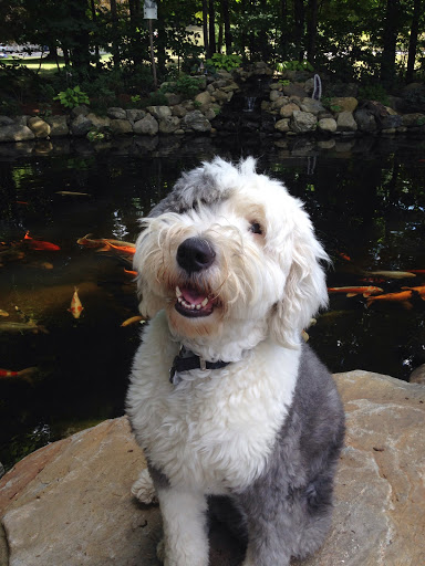 Gift Shop «Pondering Creations Farm», reviews and photos, 101 Allen St, Terryville, CT 06786, USA