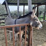 Photo n°6 de l'avis de FABIO.I fait le 13/02/2022 à 18:04 sur le  Asd C'era Una Volta il West à Fiumicino