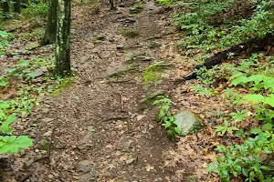 Todd Mountain Trail image