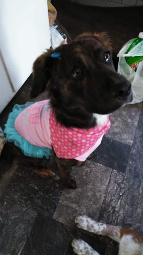 Pet Supply Store «Pet Supplies Plus», reviews and photos, 2202 S Bend Ave Suite 1, South Bend, IN 46635, USA