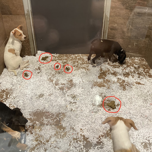 Pet Store «Pets Plus - Lansdale», reviews and photos, 555 S Broad St, Lansdale, PA 19446, USA