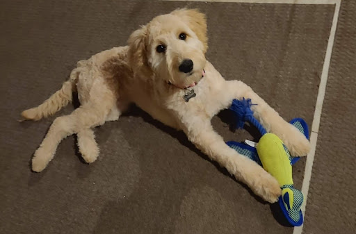 Pet Supply Store «Petco Animal Supplies», reviews and photos, 6137 Mid Rivers Mall Dr, St Charles, MO 63304, USA