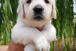 Puppy Pet Evi - Bursa Köpek Çiftliği - Köpek Pansiyonu