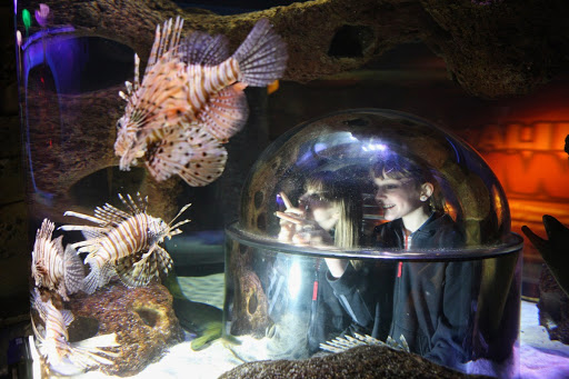 Aquarium «SEA LIFE Orlando Aquarium», reviews and photos, 8449 International Dr, Orlando, FL 32819, USA