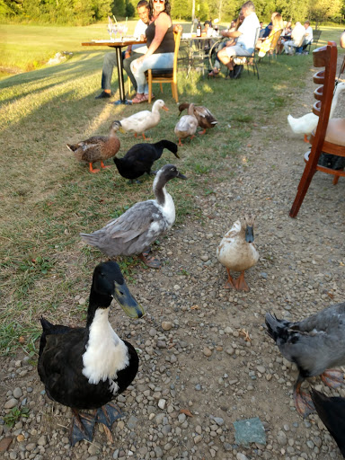 Winery «Hartford Hill Winery», reviews and photos, 3864 Bushnell Campbell Rd, Fowler, OH 44418, USA