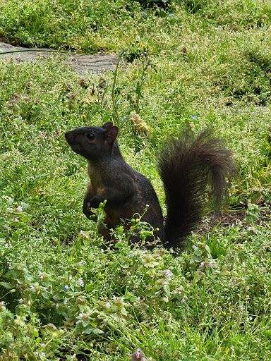 Park «Crispus Attucks Park», reviews and photos, 23 U St NW, Washington, DC 20001, USA