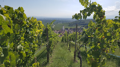 Grand cru du Wineck-Schlossberg à Katzenthal
