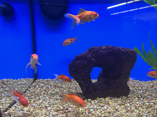 Pet Supply Store «Petco Animal Supplies», reviews and photos, 3055 N President George Bush Hwy, Garland, TX 75040, USA