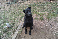 Bingo's Pet Sitting - Photo 8 - Car repair in , Overland Park