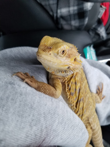 Pet Store «Off The Hook Exotics Pet Shop», reviews and photos, 926 5th Ave, Coraopolis, PA 15108, USA