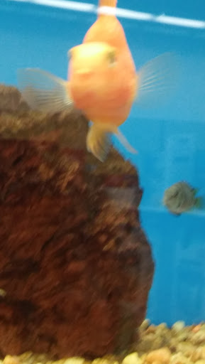 Pet Supply Store «Petco Animal Supplies», reviews and photos, 1704 US Hwy 27 S, Sebring, FL 33870, USA