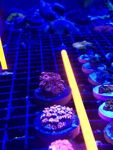 Tropical Fish Store «Fintastic Aquariums», reviews and photos, 3305 NW Main Ave, Jensen Beach, FL 34957, USA