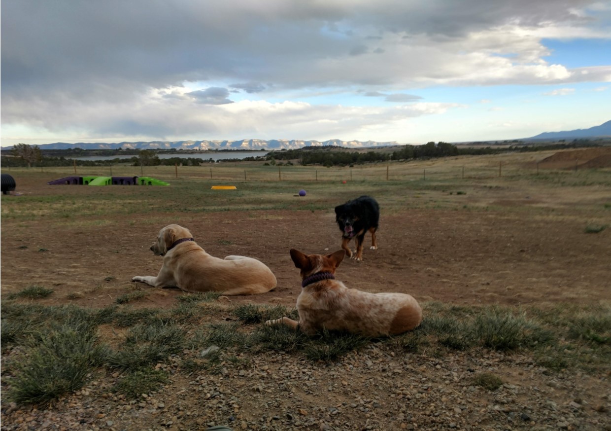 The Dog Ranch