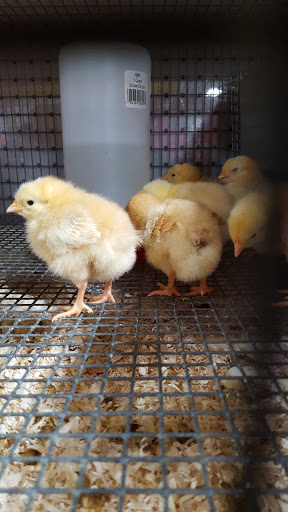 Pet Supply Store «Bay State Pet & Garden Supply», reviews and photos, 429 Winthrop St, Taunton, MA 02780, USA