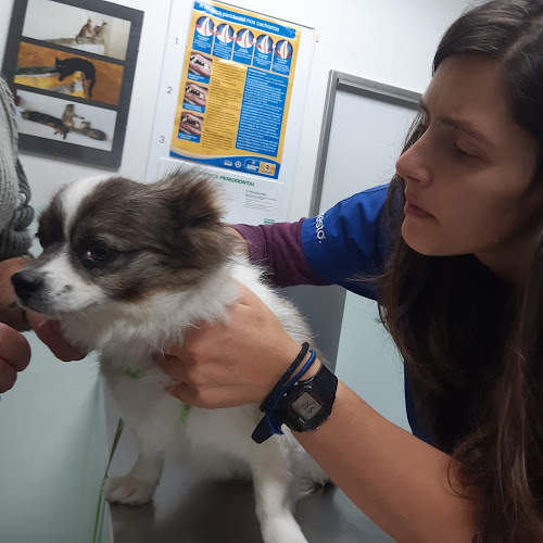 Centro Veterinário de Aveiro - Veterinário