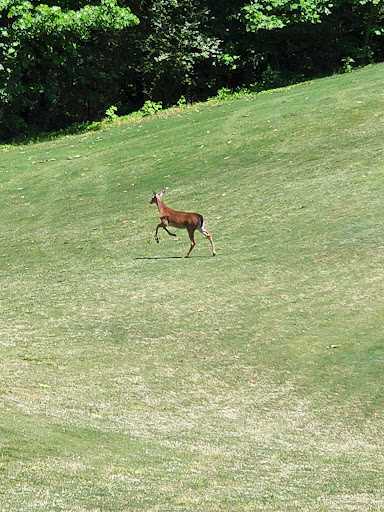 Golf Club «Springfield Golf Club», reviews and photos, 639 Hambley House Ln, Fort Mill, SC 29715, USA