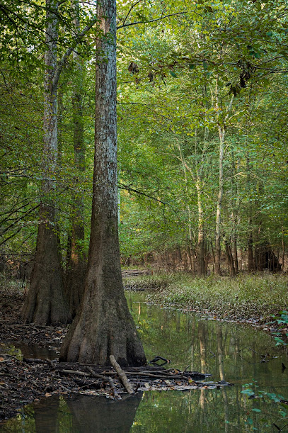 Beaver Swamp Trailhead - Bond Swamp NWR