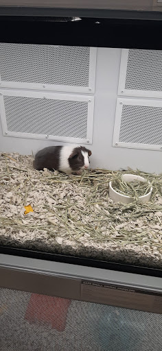 Pet Supply Store «Petco Animal Supplies», reviews and photos, 1100 Middle Country Rd, Selden, NY 11784, USA