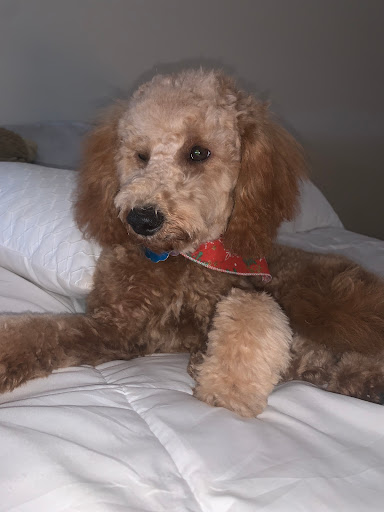 Pet Supply Store «PetPeople», reviews and photos, 3330 Washtenaw Ave, Ann Arbor, MI 48104, USA