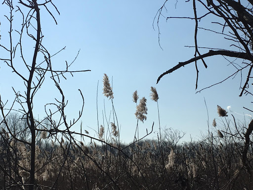 Hiking Area «Cowles Bog Trail», reviews and photos, 1618 N Mineral Springs Rd, Dune Acres, IN 46304, USA