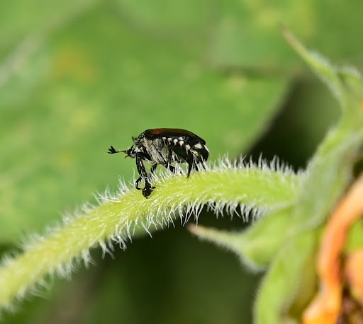 Park «Harvey Park», reviews and photos, 2120 S Tennyson Way, Denver, CO 80219, USA