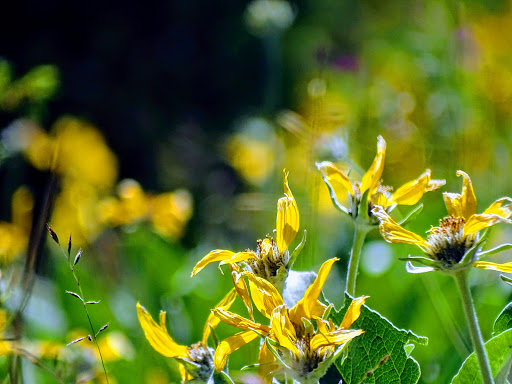 National Forest «Bighorn National Forest», reviews and photos