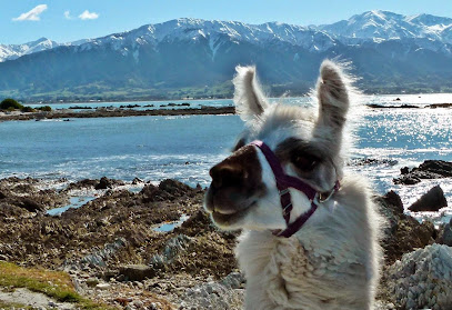 Kaikoura Llama Trekking