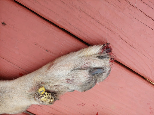 Pet Supply Store «PetSmart», reviews and photos, 4824 211th St, Matteson, IL 60443, USA