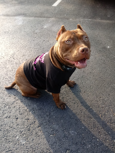 Pet Supply Store «Pet Supplies Plus», reviews and photos, 1262 OH-303, Streetsboro, OH 44241, USA