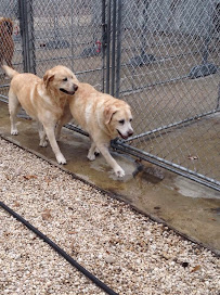Kokas Kennels Dog- Otel & Cattery - Photo 3 - Car repair in Westampton Township, NJ, Trenton
