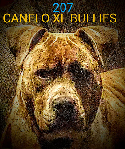 CANELO XL BULLIES