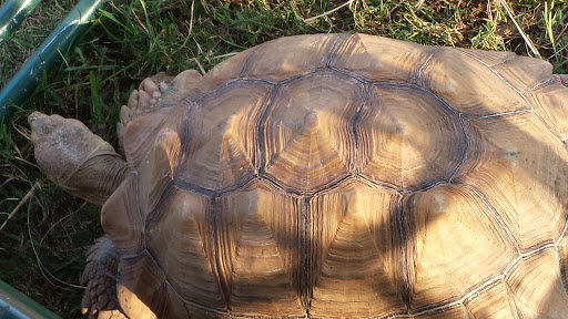 Fairground «North Alabama State Fairgrounds», reviews and photos, 65 Sportsplex Dr, Tuscumbia, AL 35674, USA
