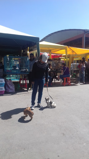 Feria de Mascotas Cochabamba
