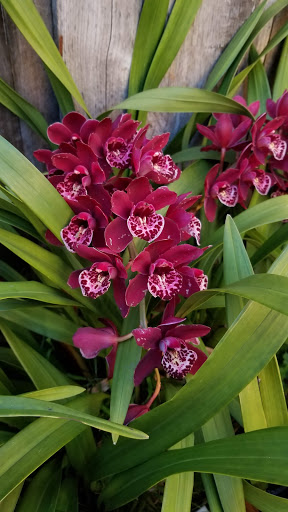 Top Hat Orchids Inc