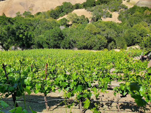 Vineyard «Captain Vineyards», reviews and photos, 1969 Joseph Dr, Moraga, CA 94556, USA