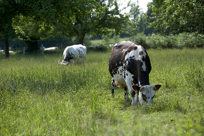 Fromagerie d'Entrammes à Entrammes