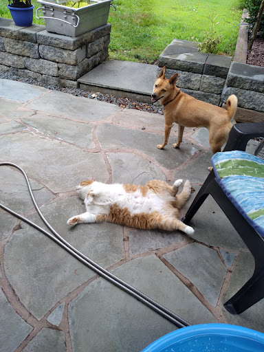 Dessin Animal Shelter