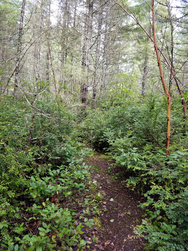 Park «Wildcat Lake County Park», reviews and photos, 9205 NW Holly Rd, Bremerton, WA 98312, USA