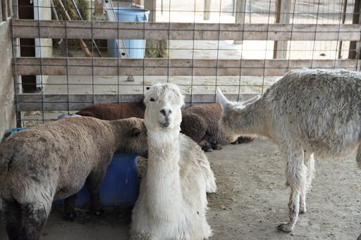 Tourist Attraction «Bloomsbury Farm», reviews and photos, 3260 69th St, Atkins, IA 52206, USA