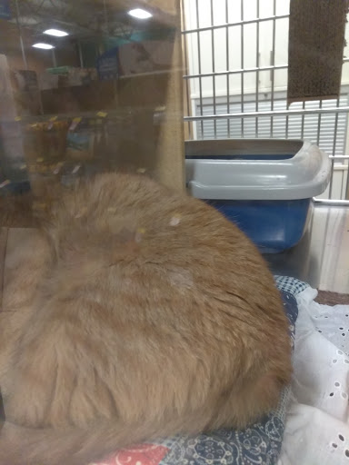 Pet Supply Store «Petco Animal Supplies», reviews and photos, 2722 N Josey Ln #107, Carrollton, TX 75007, USA